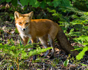 Red Fox Stock Photo and Image. Basking in the last rays of the setting evening sun in its environment and habitat surrounding with a foliage foreground and background. Fox Picture.