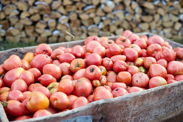 Very ripe Red tomatoes are collected in a wheelbarrow, harvesting on the farm