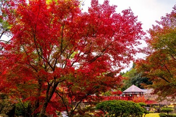 渓石園の紅葉