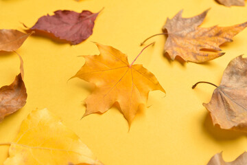 Different autumn leaves on color background