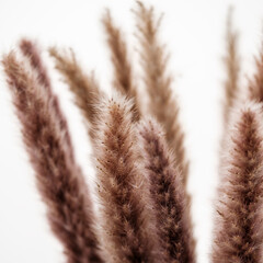 Brown Pampas Grass