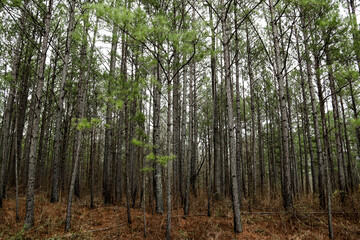 Obraz premium tall conifer pine tree forest roadside nature scene