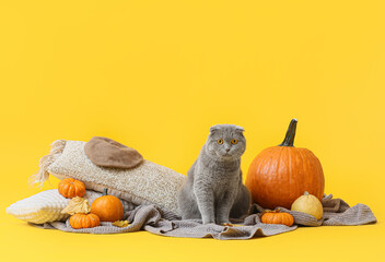 Cute cat, plaid, cushions and pumpkins on color background. Thanksgiving day celebration