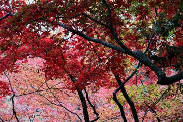日本の美しい紅葉の風景