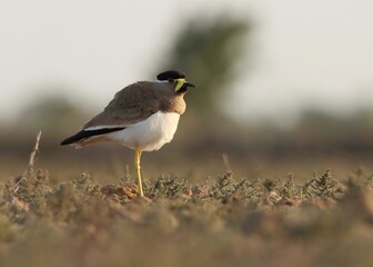 Yellow wattled lapwing bird standing on ground. Vanellus malabaricus.