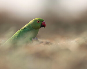 Parrot on ground. The rose-ringed parakeet, also known as the ring-necked parakeet, is a medium-sized parrot in the genus Psittacula, of the family Psittacidae.