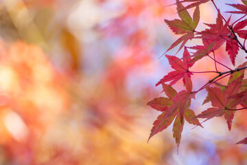 暖色の背景に浮かび上がる赤いカエデの紅葉