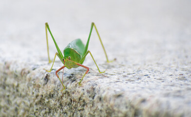 Closeup of a green grasshopper. 