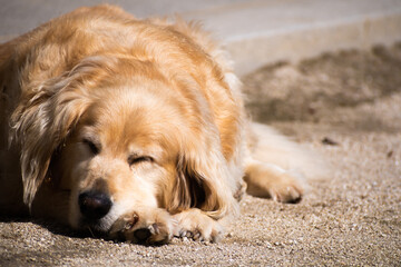 A golden retriever takes a nap outside. 