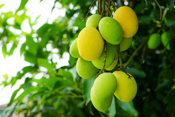 Fresh green and yellow mangoes on a mango tree. Mangifera indica L. Var.