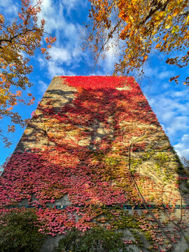 Tree shadow cast on building facade fully covered with red yellow colourful ivy like a canvas against blue sky and tree foliage in autumn at UBC