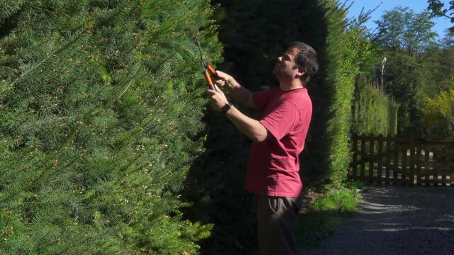 Gardener clipping and shaping a pine tree fence with shears