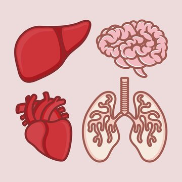 cartoon vital organs, brain, heart, lungs, liver. illustration for children's lesson or icon