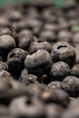 Fresh Blueberries displaying in the farms market