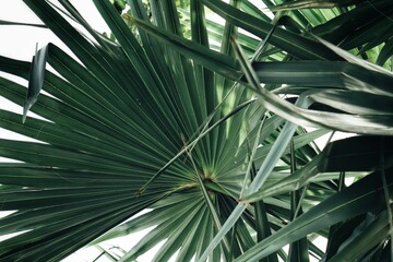 Beautiful of green tropical leaves background