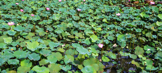 Many big pink blooming, budding and lotus leaf (Nelumbo nucifera) in the pond or canal. This lotus has many names such as Indian Lotus, Sacred Lotus, Bean of India. © Photour1904