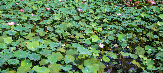 Many big pink blooming, budding and lotus leaf (Nelumbo nucifera) in the pond or canal. This lotus has many names such as Indian Lotus, Sacred Lotus, Bean of India.