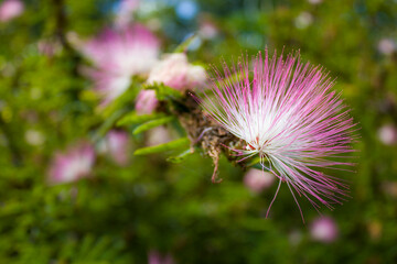 Pink mimosa flower tree
