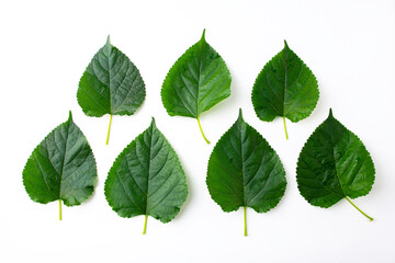 Group of 7 mulberry leaves many shape isolated on a white background. top view.