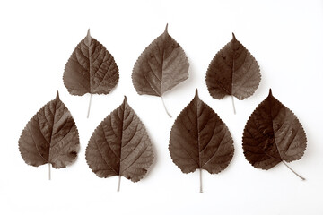 Group of dry mulberry leaves many shape isolated on a white background. top view. autumn and dry leaves (brown color).