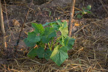 Fresh plant in vegetable garden,soft focus.