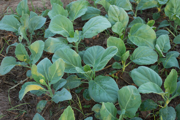 Fresh plant in vegetable garden,soft focus.
