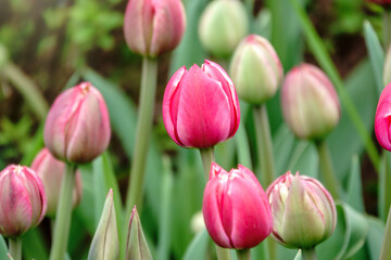 Fototapeta premium Beautiful pink and white tulips flower bed in the green spring garden