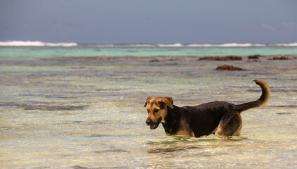 la pêche en  polynesie