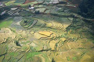 Terraces with rice fields lit by the sun, top view