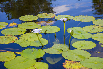 Water lily in the pond