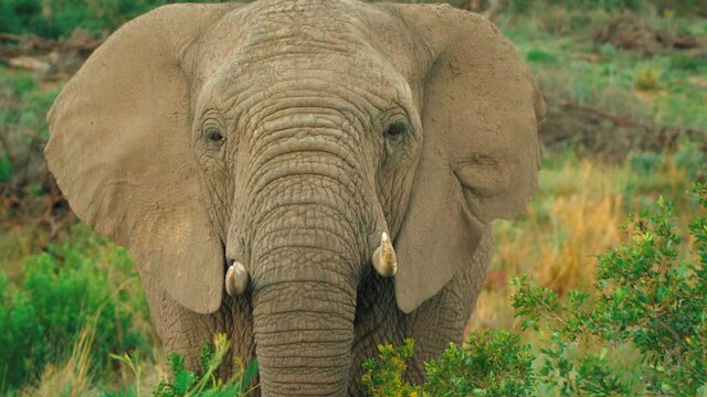 A young elephant stares through the foilage at the camera with short tusks and a dusty body.