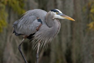 Great Blue Heron Standing in Water