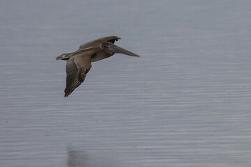 Brown Pelican Flying over Gray Water with Reflection