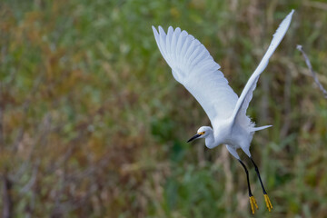 Snowy Egret Flying with Feet Down Green and Orange Background