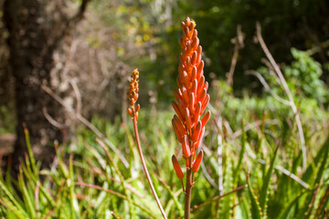 Aloe vera plant flower