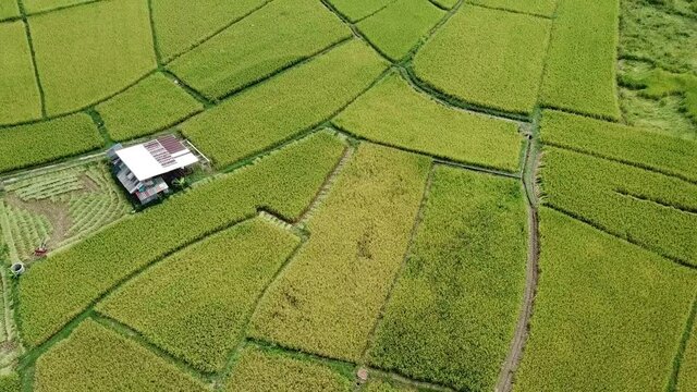 Aerial footage view of rice field in Pua district of Nan province of Thailand. Pua District is heavily agricultural. It is a significant maize-growing area.