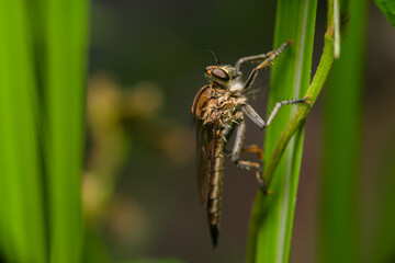 Robber fly on the branch looking for prey