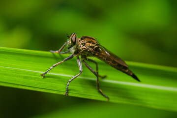 Robber fly on the branch looking for prey
