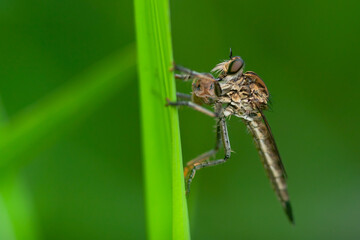 Robber fly on the branch looking for prey