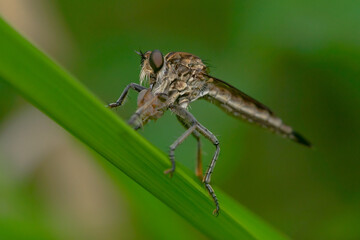 Robber fly on the branch looking for prey