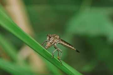 Robber fly on the branch looking for prey