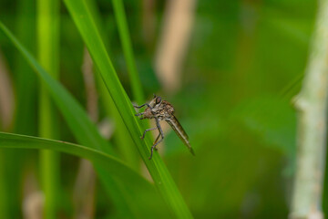 Robber fly on the branch looking for prey