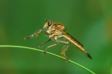 Robber fly on the branch looking for prey