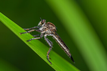 Robber fly on the branch looking for prey
