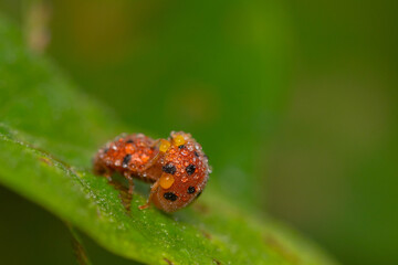 ladybird seven places on the leaf in nature
seven ladybird mating process