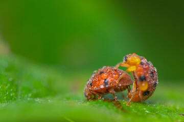 ladybird seven places on the leaf in nature
seven ladybird mating process
