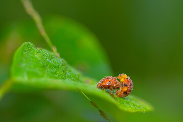 ladybird seven places on the leaf in nature
seven ladybird mating process