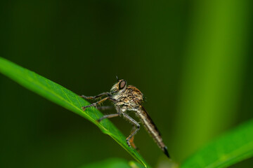 Robber fly on the branch looking for prey