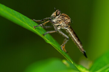 Robber fly on the branch looking for prey