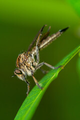 Robber fly on the branch looking for prey